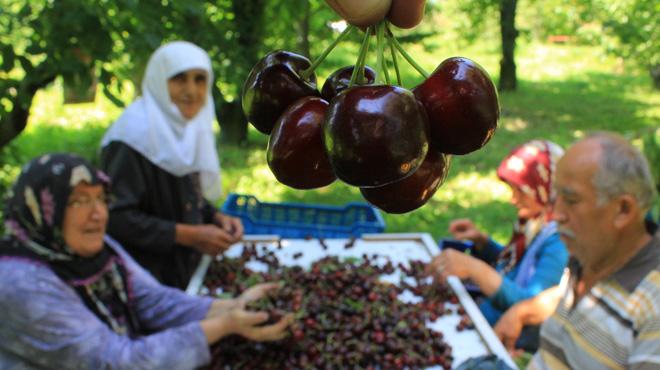 stanbul'un kiraz Sakarya Vadisi'nden