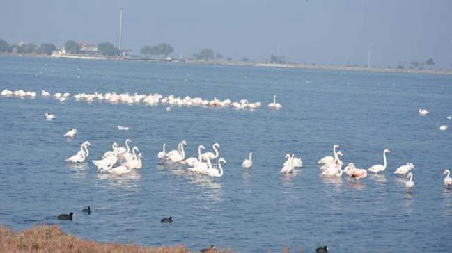 Flamingolar zmir'in pislii yznden ehri terk ediyor