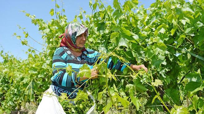 Asma yapraklar itilere ikinci gelir kaps oldu