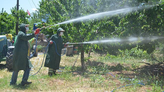 'Dalbast' kiraznda kalite, toplu ilalamayla korunuyor