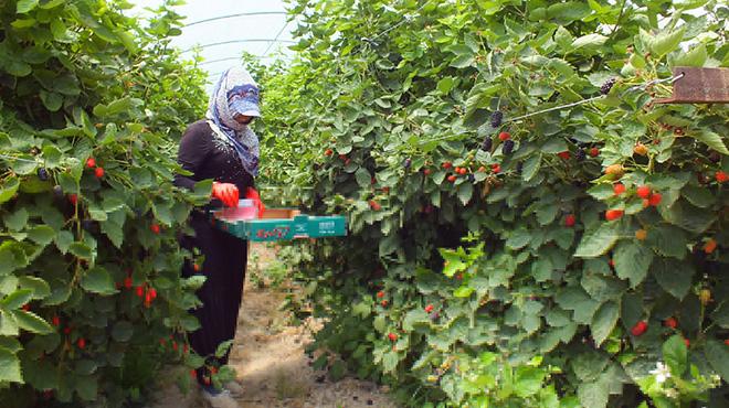 Mersin'de rt altnda brtlen hasad balad