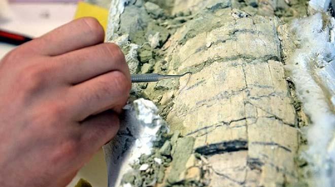 inde 66 milyon yllk timsah fosili bulundu 