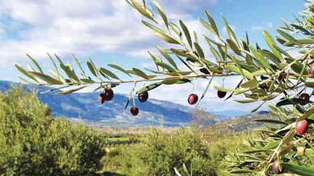 Zeytin koleksiyona girip gelecek kuaklara kalacak