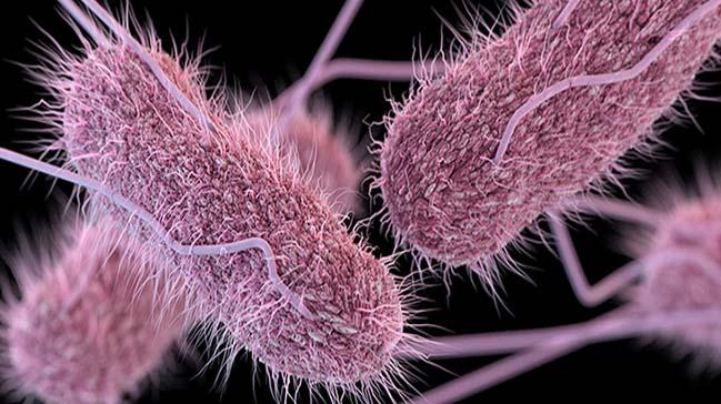 lmcl salmonella bakterisi yiyeceklerinize bulam olabilir