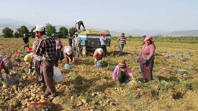 Tarlada 80 kurutan satlan patates, 20 kurua kadar dt