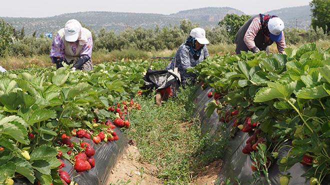 ilek reticisi ihracat yeniden canlandrmak istiyor