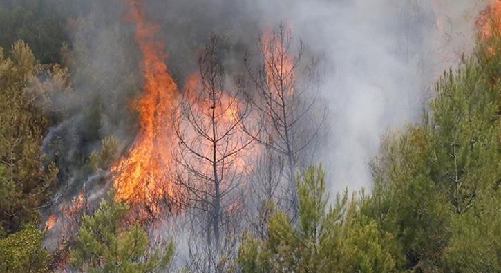 anakkale'de de orman yangn