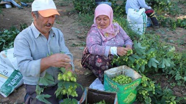 erbeti otunun fiyat belirlendi