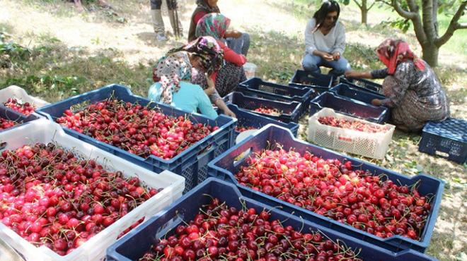 Toroslarn kiraz Avrupa'da 20 avrodan satlyor