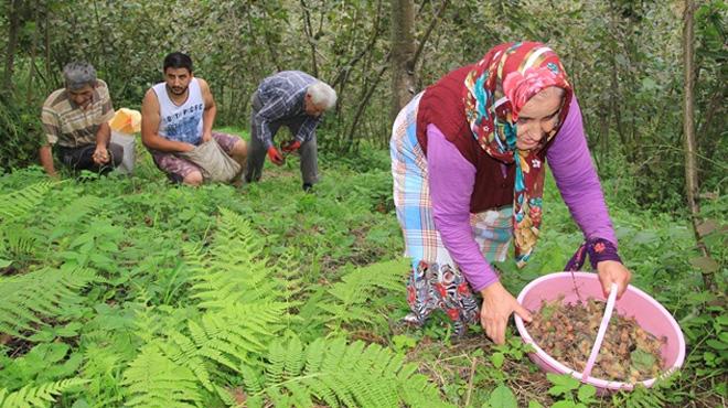 Ordu'da fndk hasad iin 10 bin mevsimlik ii bekleniyor