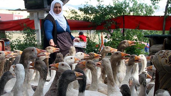 63 yanda kaz yetitiriciliine balayarak, aile ekonomisine katk salyor