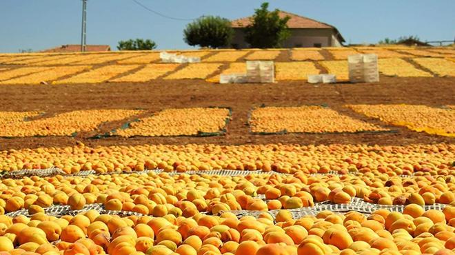 Malatya'da kurutulmak iin serilen kayslar ehri sarya boyad