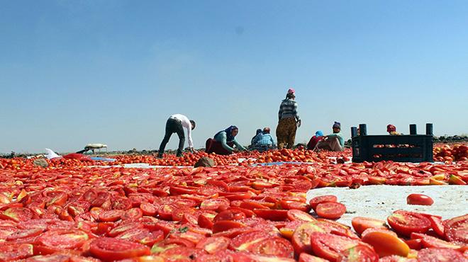 Siverekte ylda 500 ton kurutulmu domates retiliyor