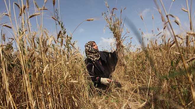 Budayn atas 'siyez'in hasad balad