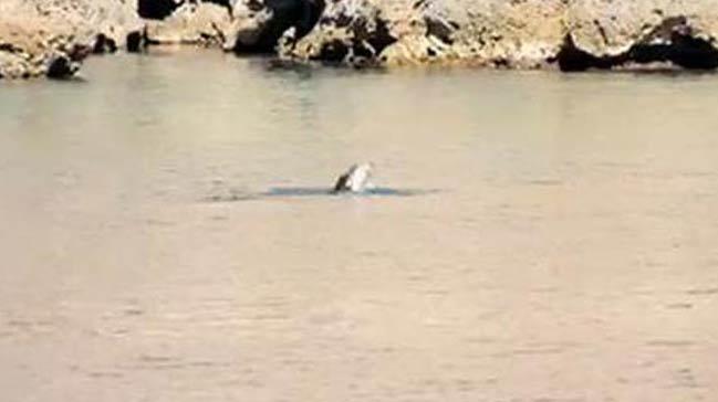 Akdeniz foku, Antalya aklarnda grntlendi!