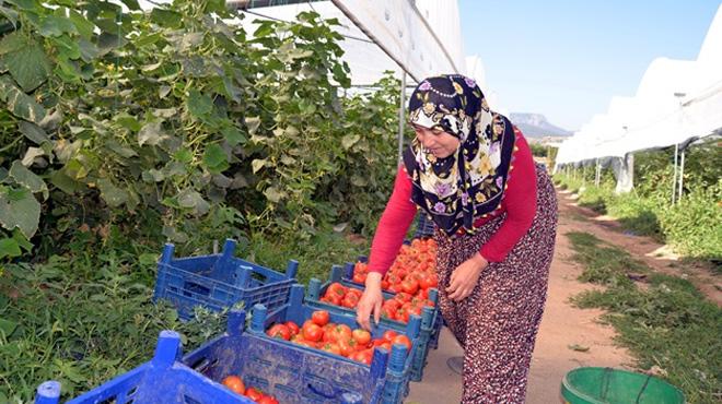 Bilecik'teki seralar 25 bin kiiye ekmek kaps oldu