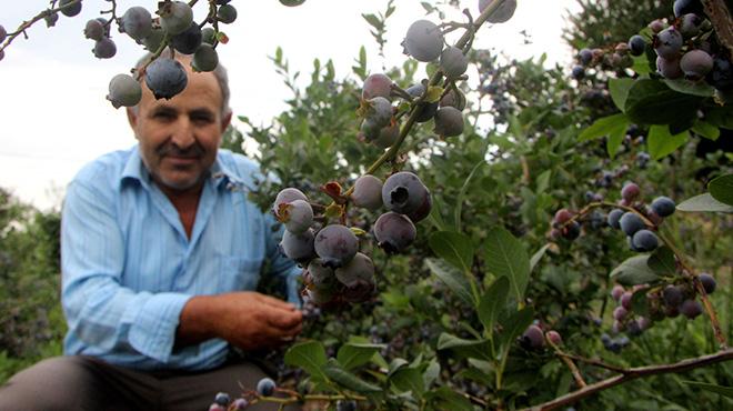 Bursa'nn ilk yaban mersini bahesini kurdu