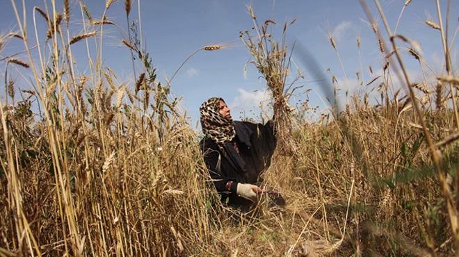 'Budayn atas' siyeze ilgi ekim alann 10 kat artrd