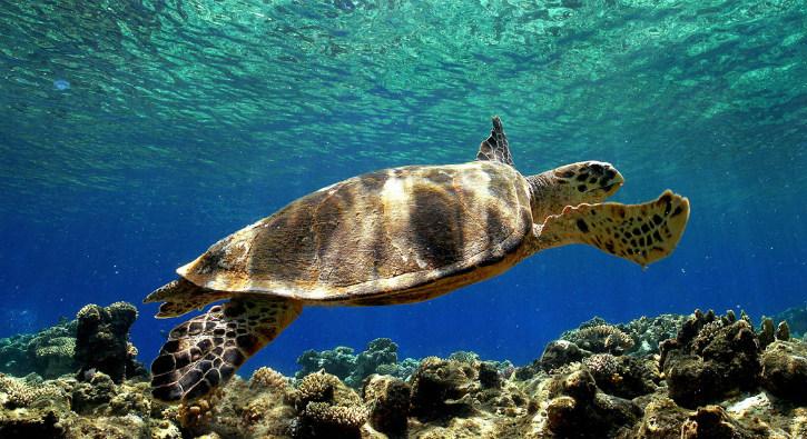 Caretta Caretta nedir" Caretta Caretta saldrs korkuttu