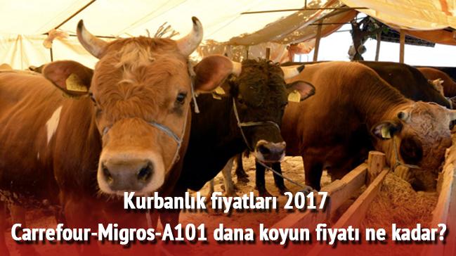 Kurban fiyat Carrefour-Migros-A101 dana koyun 