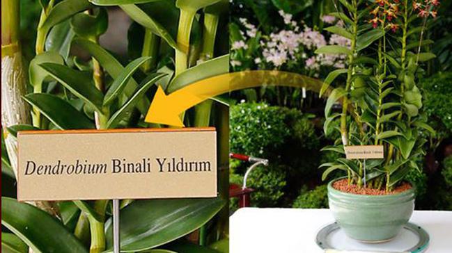 Singapur'daki esiz orkideye Babakan Yldrm'n ismi verildi 