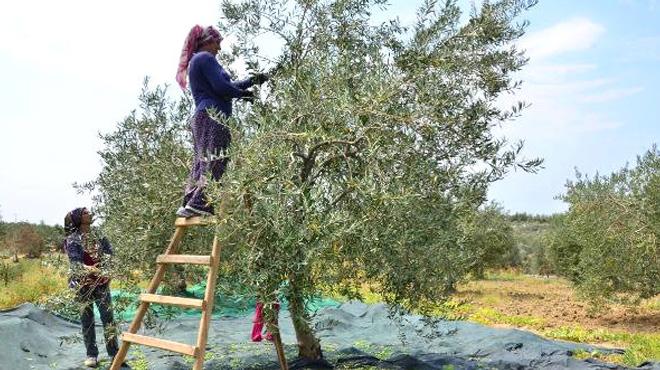 Zeytini erken hasad ediyor fiyat katlyor