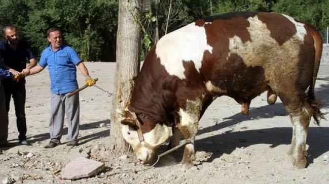 1 tonluk 'Paa'y alana derin dondurucu hediye