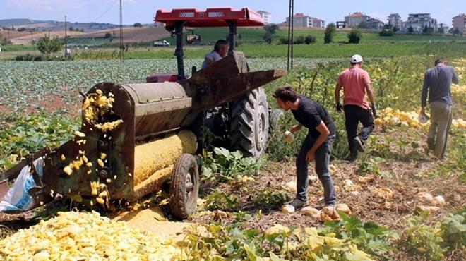 Bursa'da ilk kez ekilen kabak reticinin yzn gldrd