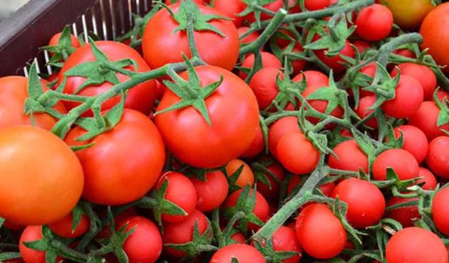 Rus heyet domates ihracatn grmeye geliyor