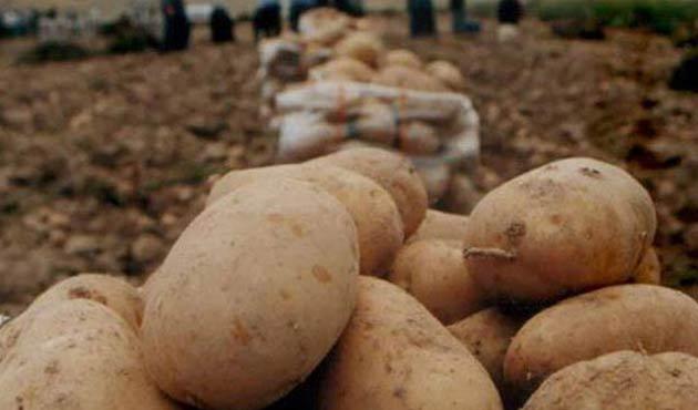 uhut'un agria cinsi patatesinde hasat zaman