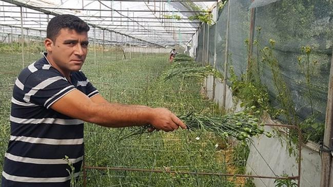 Isparta'da bin 974 nfuslu ky, kesme iekten ylda 20 milyon TL kazan salyor