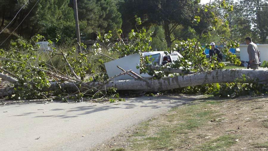 Seyir halindeki otomobilin zerine aa devrildi  