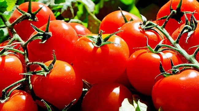 Rus Bakan Novak: Rusya ve Trkiye domates konusunda prensip anlamasna vard
