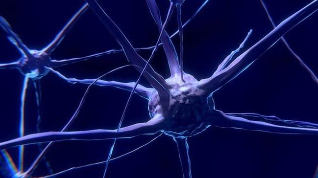 ABD'li bilim insanlar canl beyin hcresi modeli oluturdu