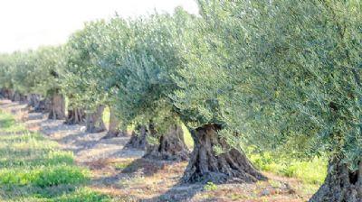 Zeytin aacndan elde edilen ham maddenin kilosu 5 bin Euro'dan satlyor