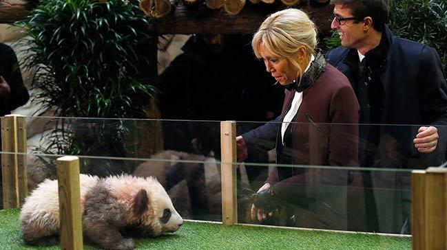 Yavru panda Macron'a saldrd!