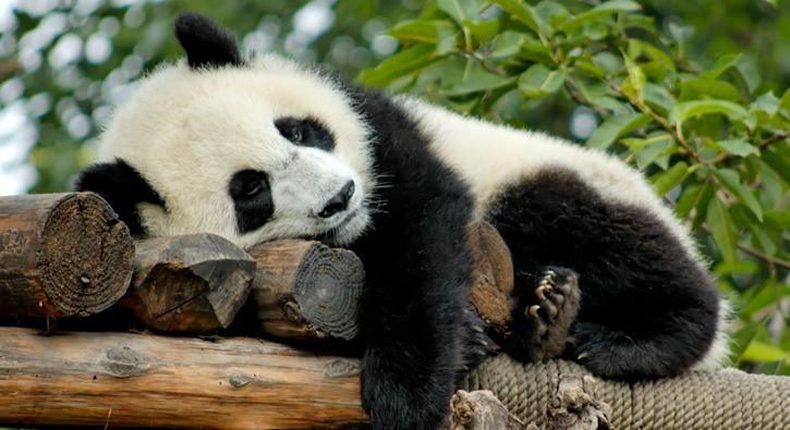 Kaynak eitlilii iinhedefte panda var