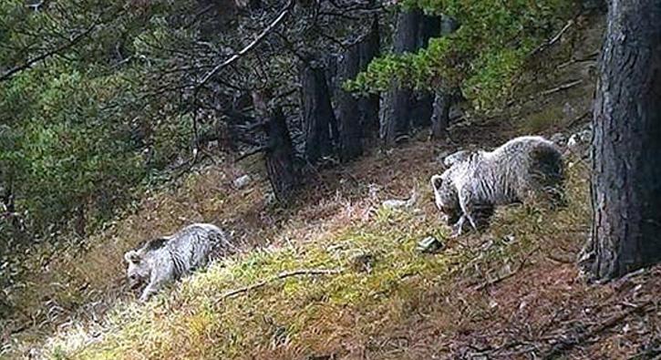 Yabani hayvanlarn yiyecek ilesi fotokapana yansd