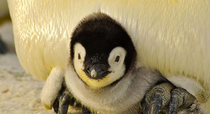  Kanada'da yen penguenler kapal alanlara alnd 