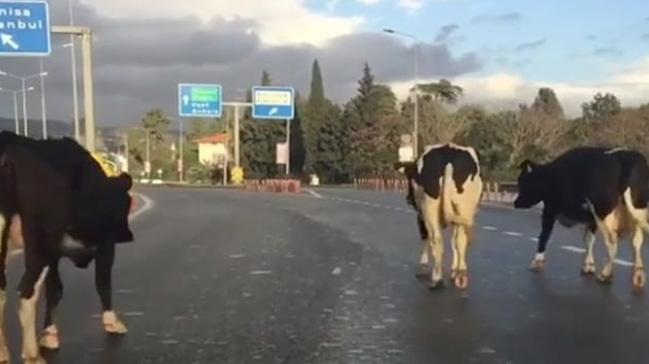 neklerin trafikteki yolcuu srcleri zorlad