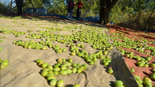 Zeytin ve zeytinyanda ihracat hedefi 500 milyon dolar