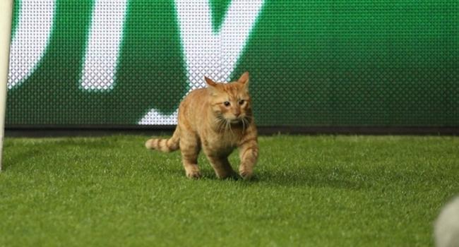 Vodafone Park'ta davetsiz misafir