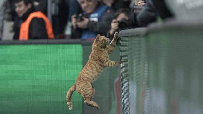 Bayern manda sahaya giren kedi, Beikta'n yeni reklam yz oluyor