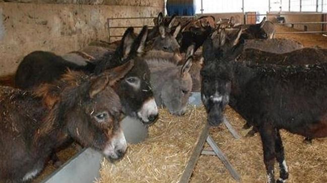 Konya'da kurduu eek iftliinde st talebine yetiemiyor