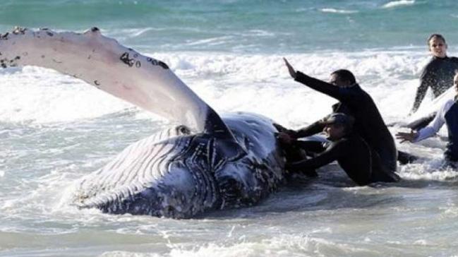Avustralya'da 150 balina karaya vurdu