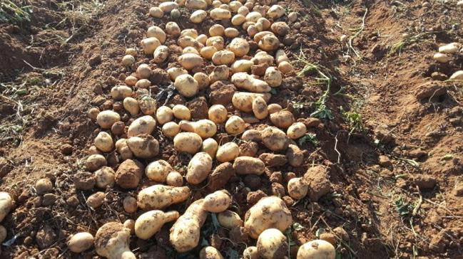 Trkiye'den 15 lkeye patates tohumu ihrac