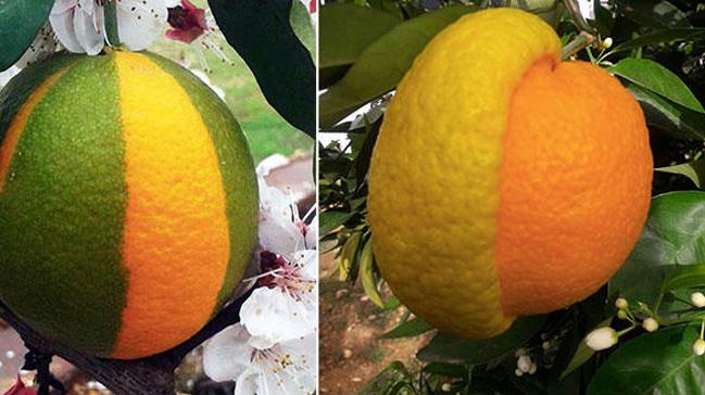 Yars limon, yars portakal meyve hayrete drd
