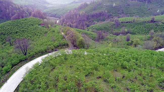 Karadeniz 'yeil deniz' gibi