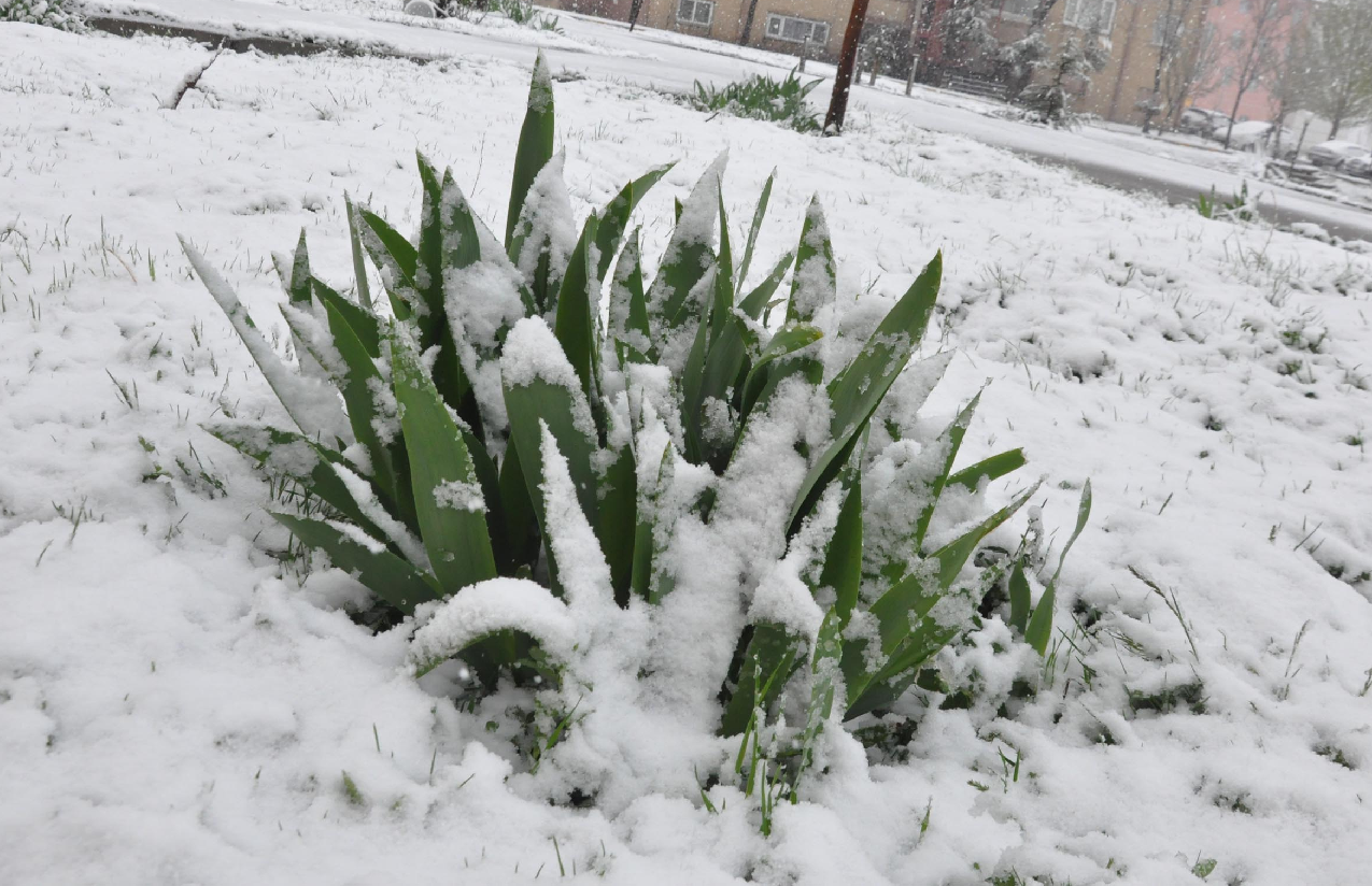 Erciyes'e nisan kar