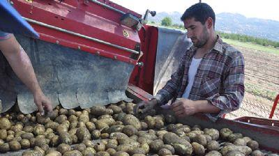 Herkes pamuk o patates ekiyor